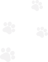dog paws