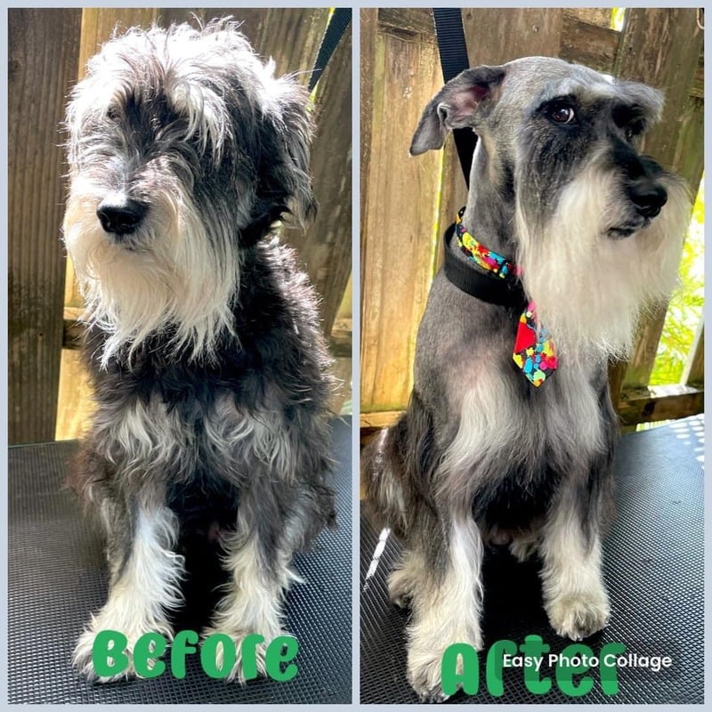 Dog grooming transformation