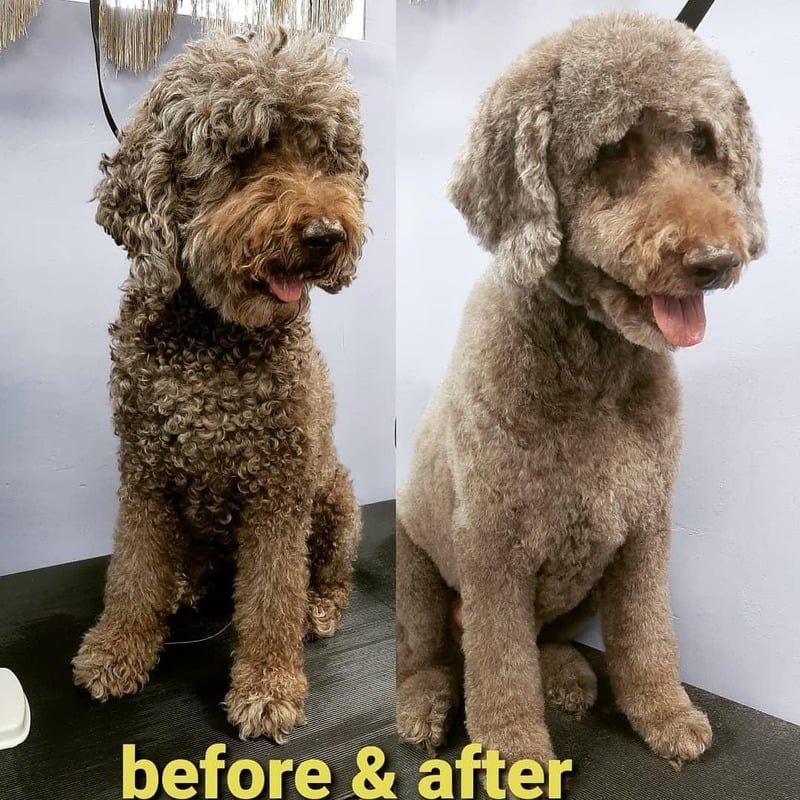 Dog grooming transformation