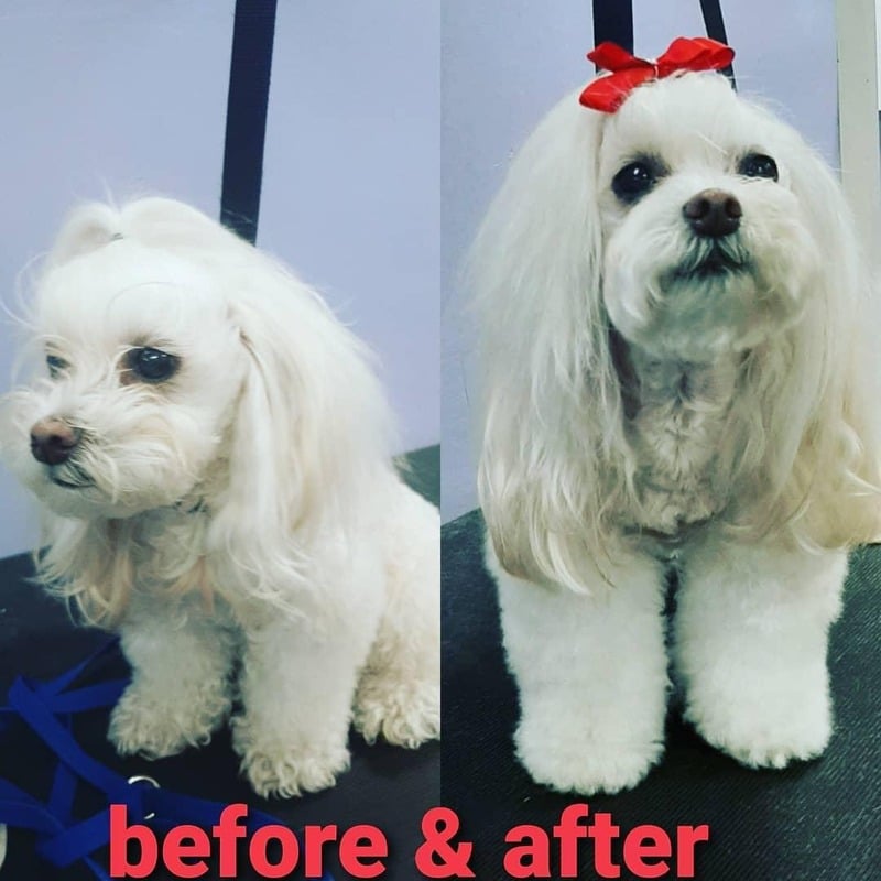 Dog grooming transformation
