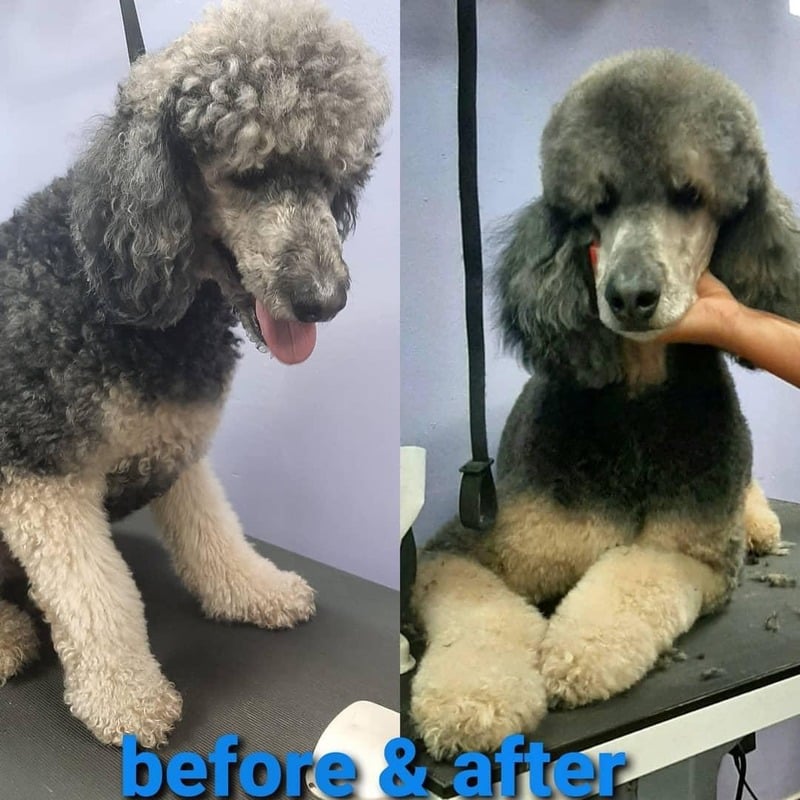Dog grooming transformation