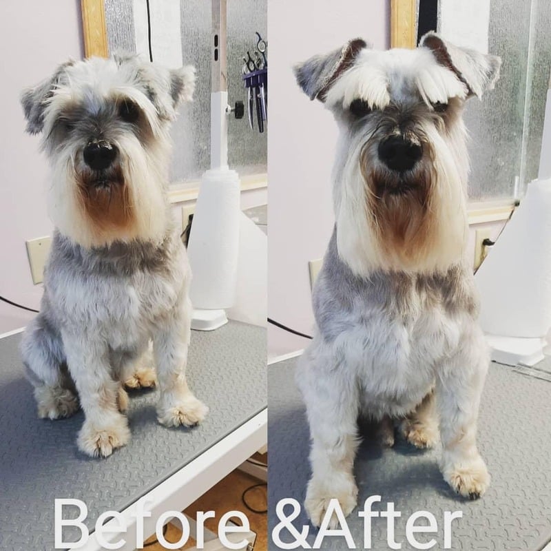 Dog grooming transformation