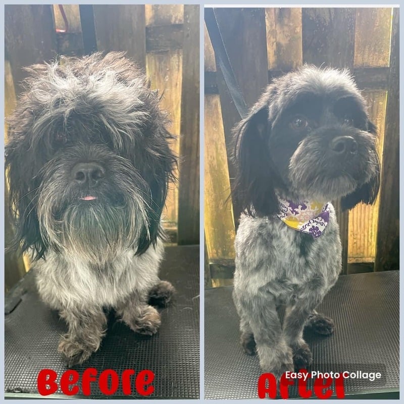 Dog grooming transformation