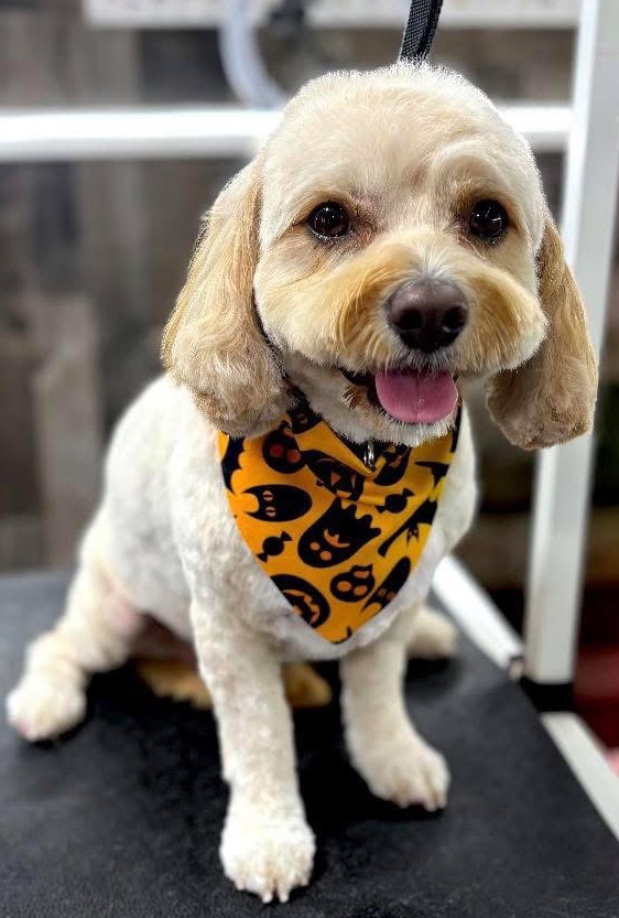 Happy dog enjoying personalized grooming