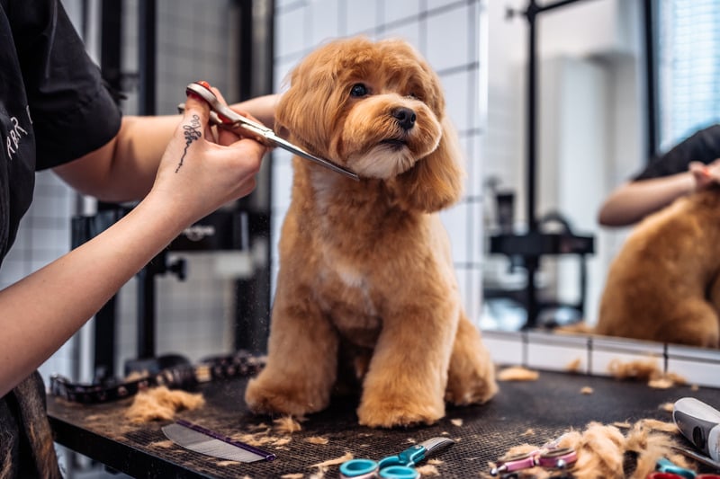 dog icon