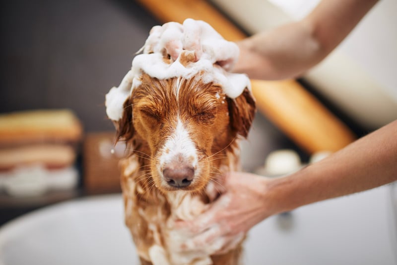 dog icon