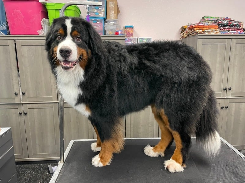 DE-SHEDDING TREATMENT