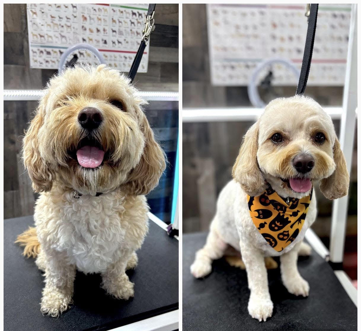 Dog grooming transformation