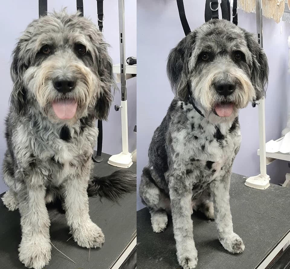 Dog grooming transformation