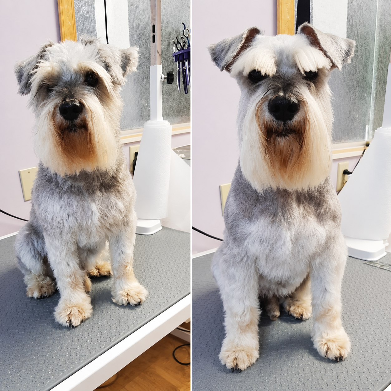 Dog grooming transformation