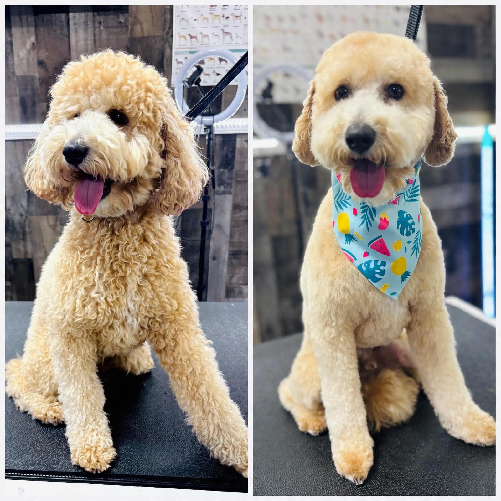 Dog grooming transformation