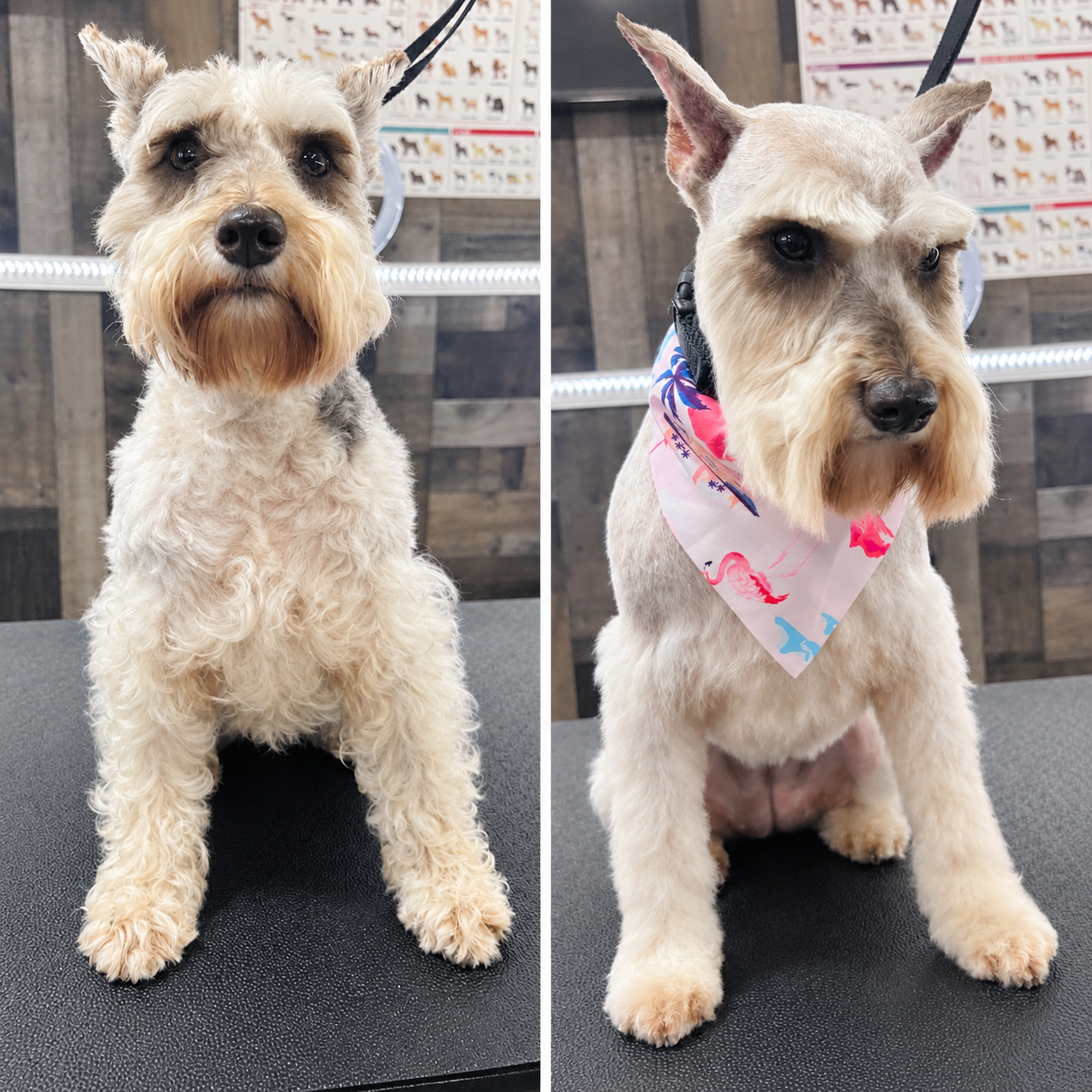 Dog grooming transformation