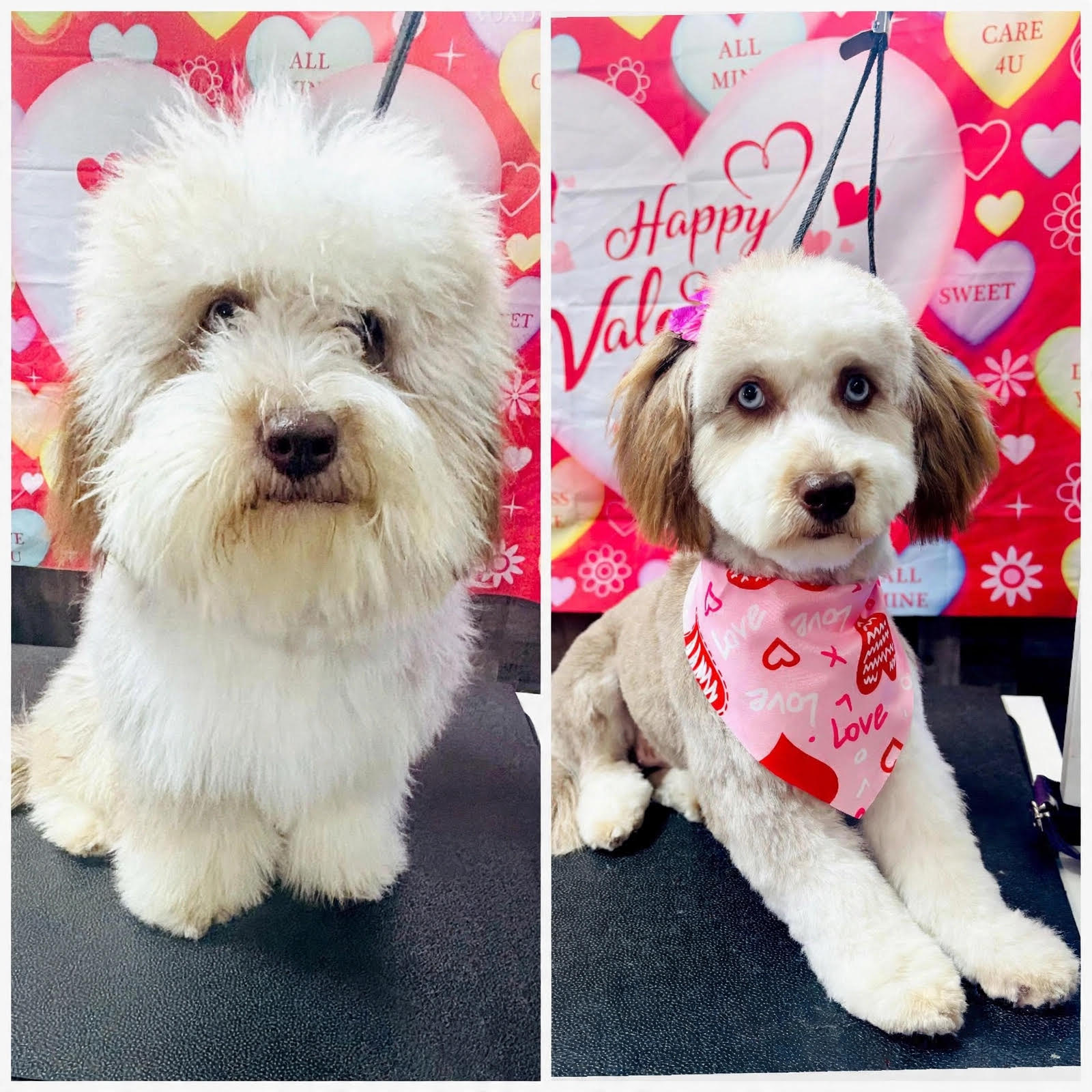 Dog grooming transformation